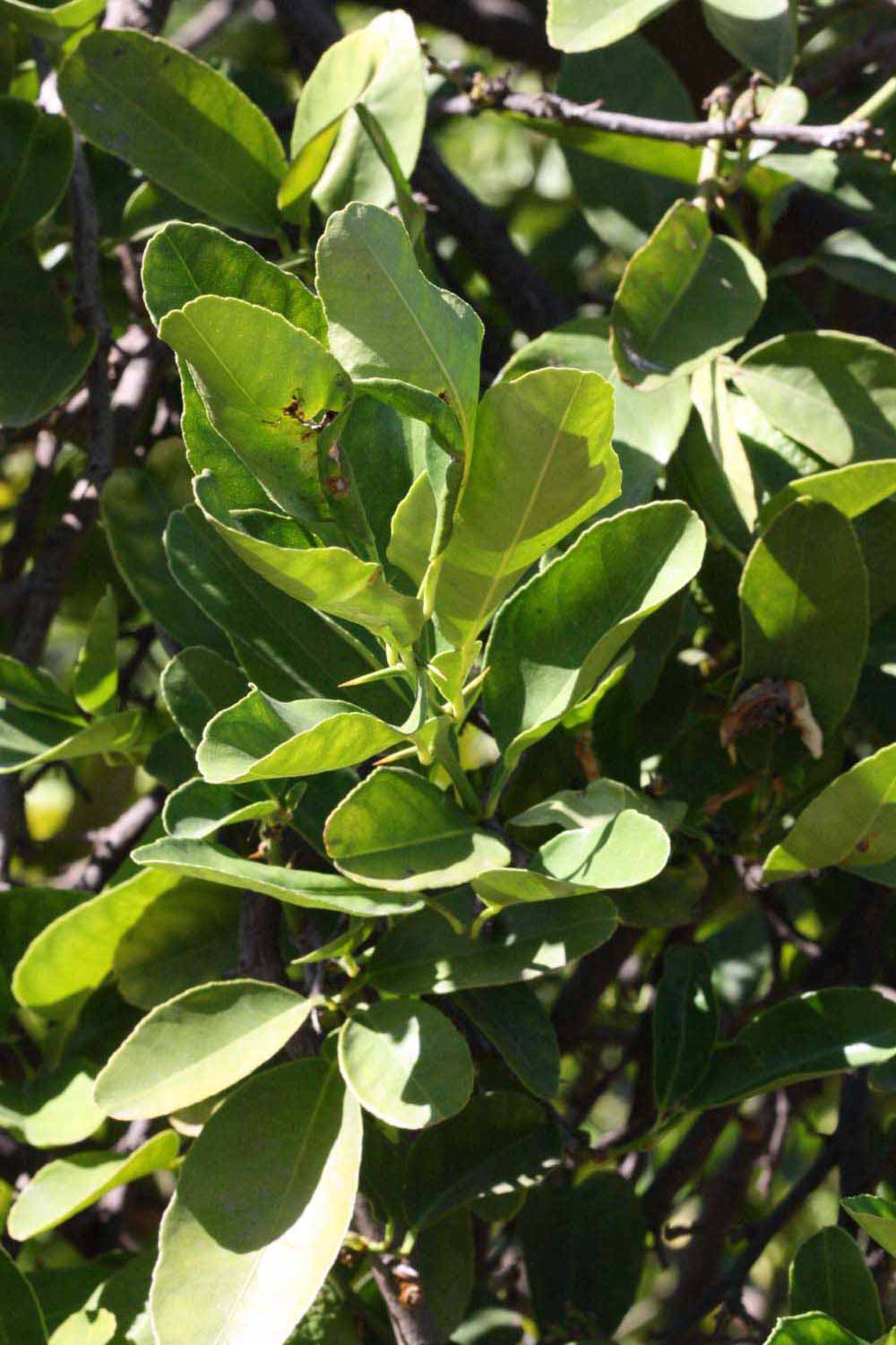              Sun leaves (Riverside, CA)       